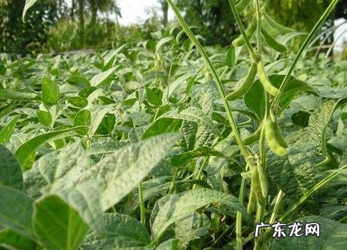 毛豆什么时候上市 几月份上市