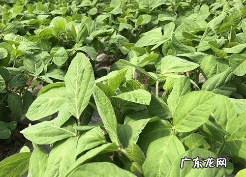 毛豆什么时候上市 几月份上市