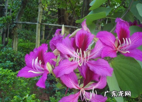柳州的市花是什么花 洋紫荆的象征与寓意