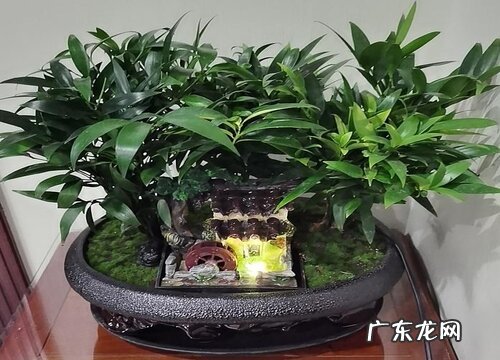 竹柏树可以种在家门口吗