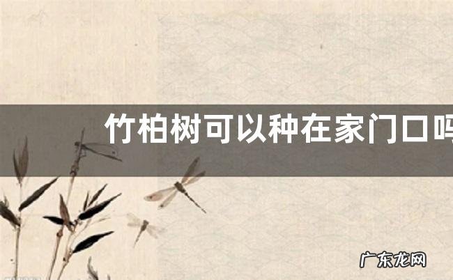 竹柏树可以种在家门口吗