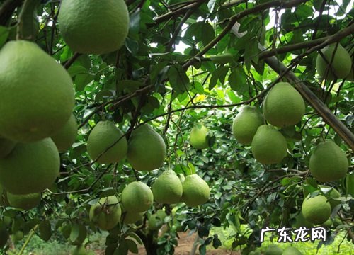 柚子什么时候上市 成熟季节是几月