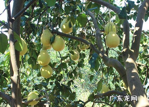 柚子什么时候上市 成熟季节是几月