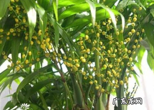 富贵椰子一年能长多高 每年长多少厘米