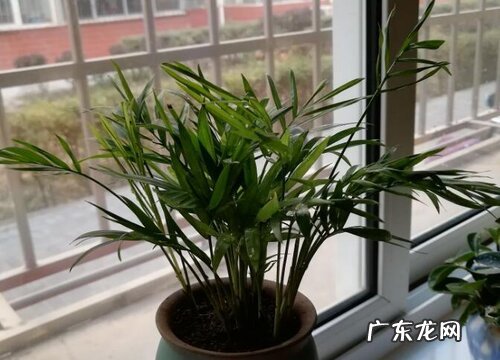 富贵椰子一年能长多高 每年长多少厘米