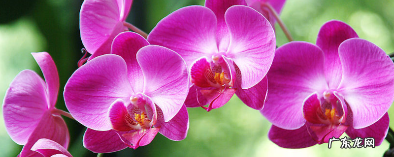 蝴蝶兰灰霉病的症状与防治,以及其发病规律