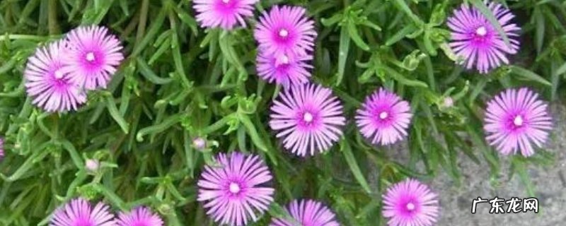 龙须海棠不开花怎么办，影响开花的因素