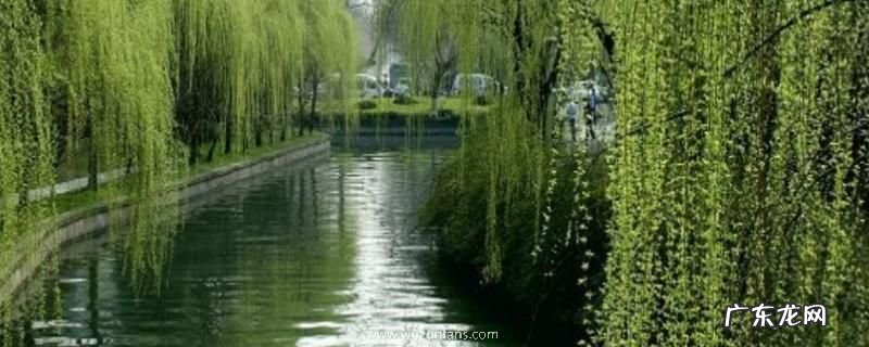 柳树什么时候发芽？什么时候开花结果