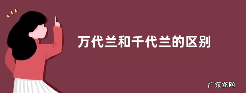 万代兰和千代兰的区别