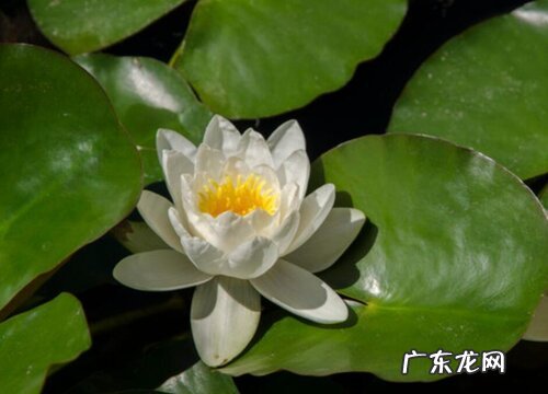 济宁的市花是什么花 荷花的象征意义