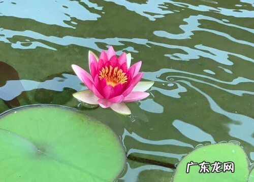 济宁的市花是什么花 荷花的象征意义