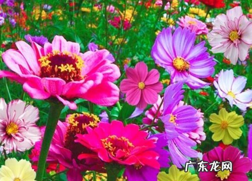 拉萨的市花是什么花 格桑花的象征寓意