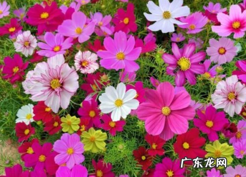 拉萨的市花是什么花 格桑花的象征寓意