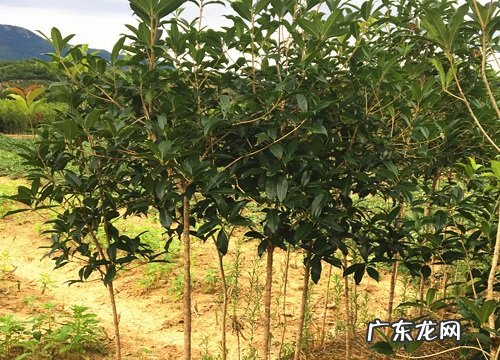 桂花树苗一年能长多高 每年长几公分