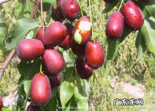 大枣什么时候上市 每年几月份成熟