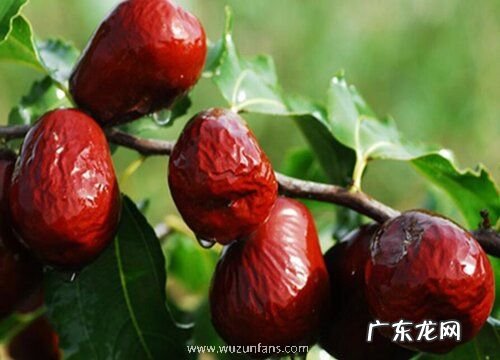 大枣什么时候上市 每年几月份成熟