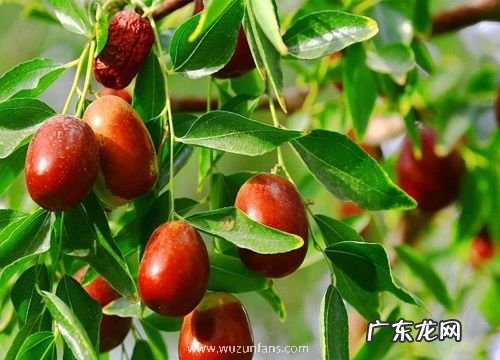 大枣什么时候上市 每年几月份成熟