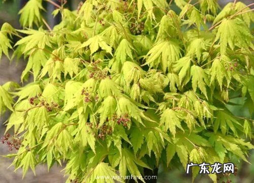 枫树会开花吗 属于开花植物