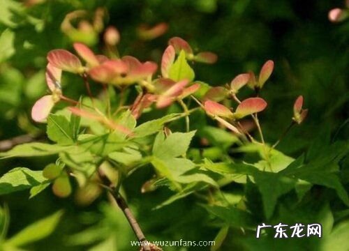 枫树会开花吗 属于开花植物