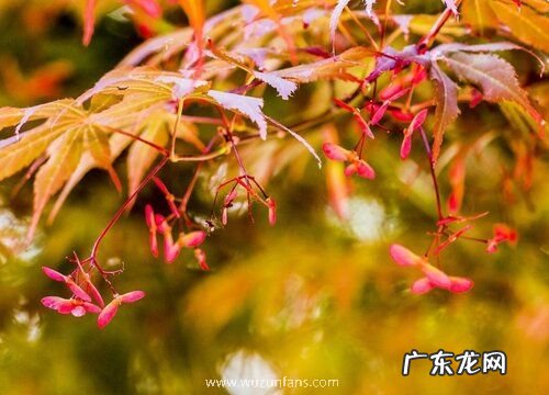 枫树会开花吗 属于开花植物