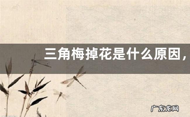 三角梅掉花是什么原因,解决办法是什么