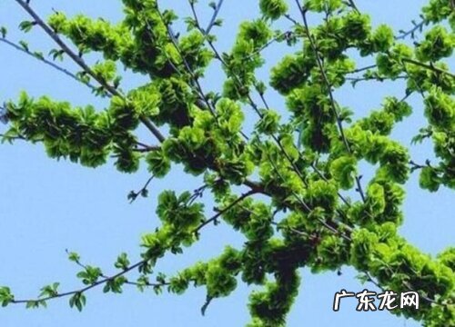 榆树会开花吗 种植多久会开花