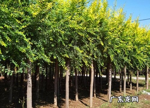 榆树会开花吗 种植多久会开花
