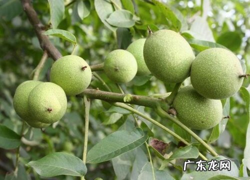 纸皮核桃什么时候上市 每年几月份成熟