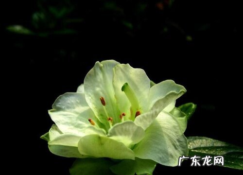 映山红什么时候开花 花期多长时间