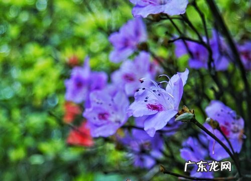 映山红什么时候开花 花期多长时间