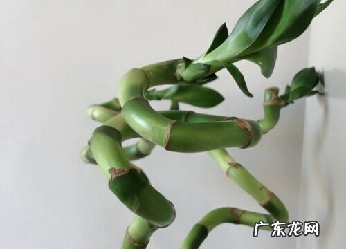 北方庭院竹子冬天会冻死吗