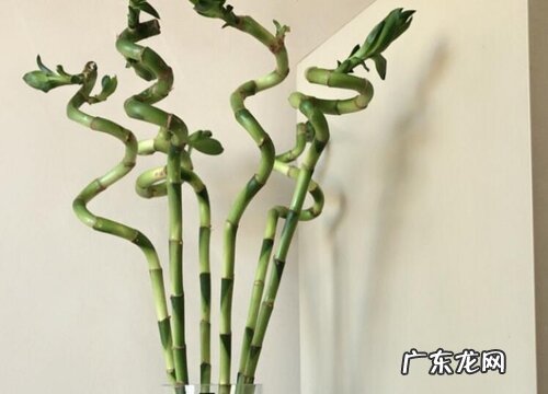 北方庭院竹子冬天会冻死吗