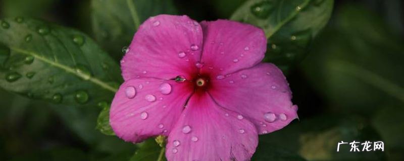 长春花有毒吗,能养在家里吗,有什么作用