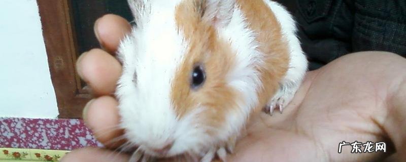 如何正确的给仓鼠洗澡?附洗澡的注意事项