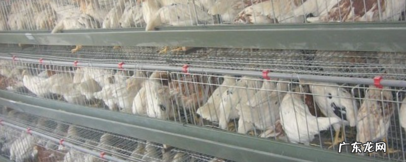 笼养蛋鸡疲劳症预防和治疗措施，以及了解其症状与原因