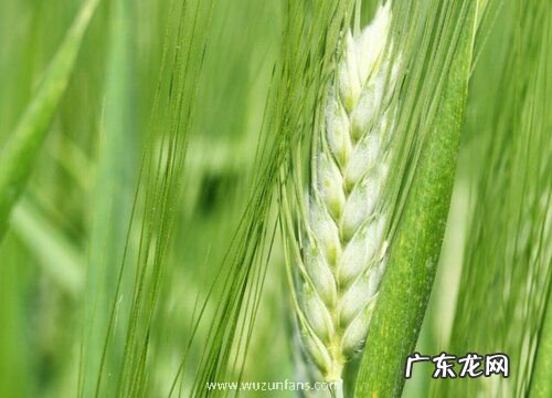 麦子会开花吗 开花的颜色与样子