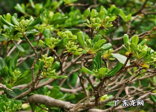 海桐是落叶植物吗