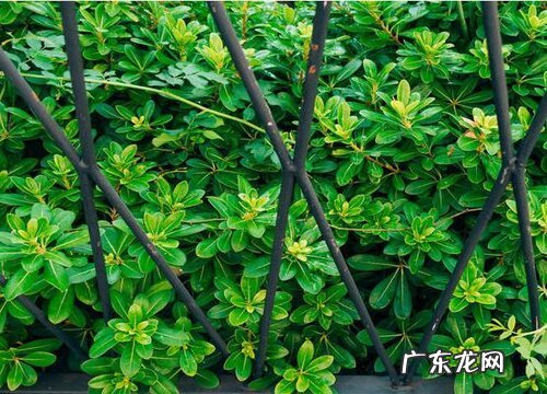 海桐是落叶植物吗