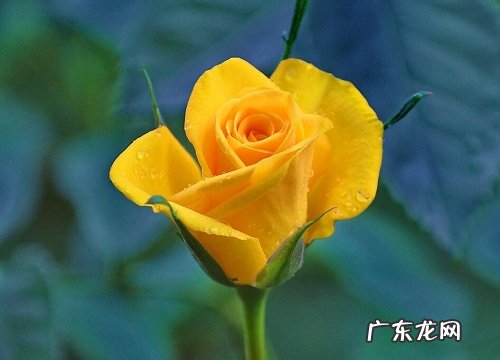玫瑰花什么时候开花 在什么季节凋谢