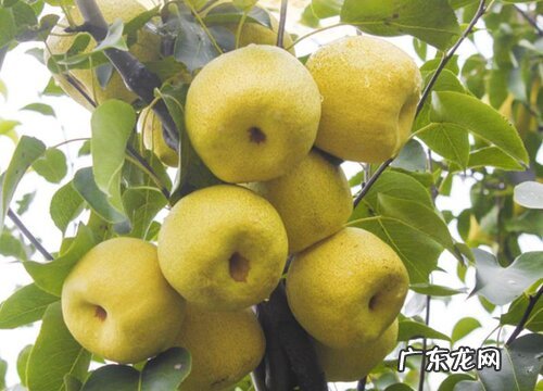 鸭梨什么季节成熟 成熟季节是几月份