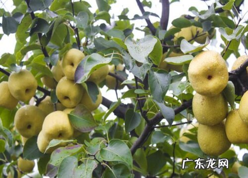 鸭梨什么季节成熟 成熟季节是几月份