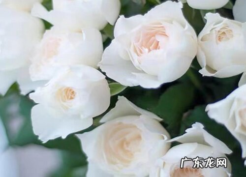 义乌的市花是什么花 月季花的花语与寓意