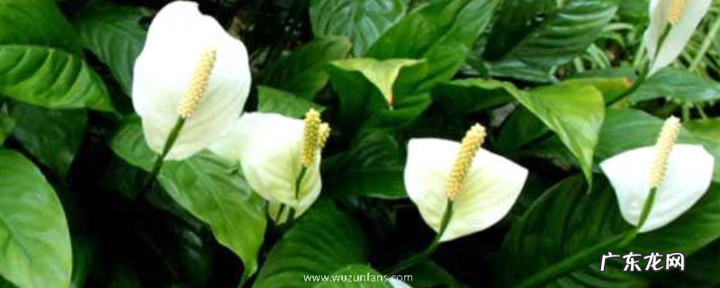 白掌怎么分株，附操作步骤