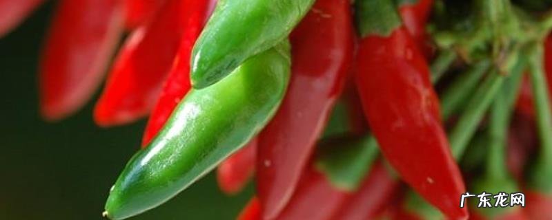 辣椒可跟什么农作物混种,和韭菜混种要注意间距