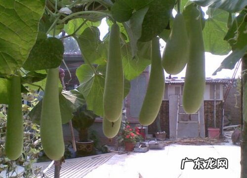 瓠瓜几月份种合适