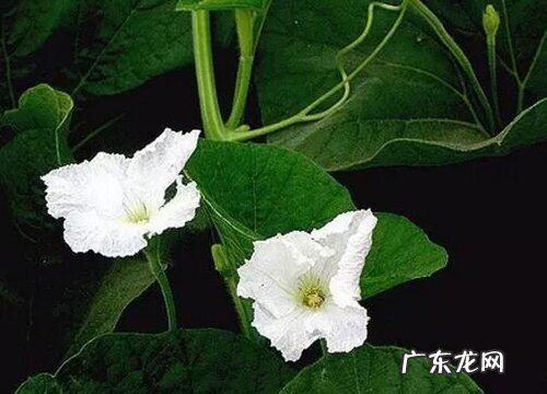 瓠瓜几月份种合适