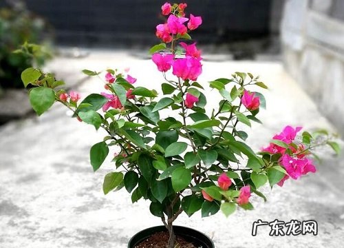 江门的市花是什么花 勒杜鹃的花语寓意