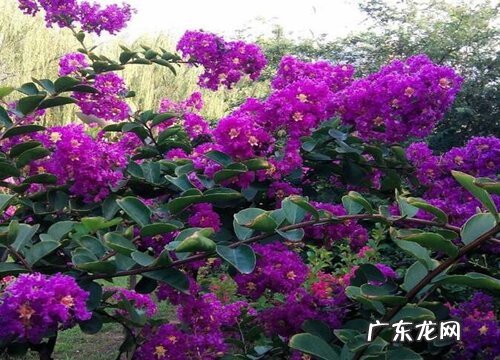 安阳的市花是什么花 紫薇花的象征意义