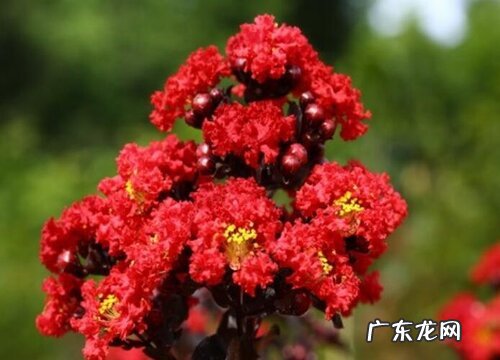 安阳的市花是什么花 紫薇花的象征意义