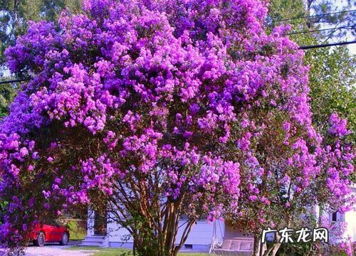 安阳的市花是什么花 紫薇花的象征意义